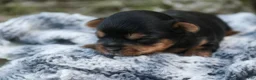 Yorkshire Terrier dogs for sale: Holly Yorkshire Terrier  - Ad 3
