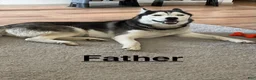 Siberian Husky dogs for sale: Missy - Ad 2