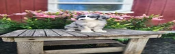 Bernedoodle dogs for sale: Cammy - Ad 3