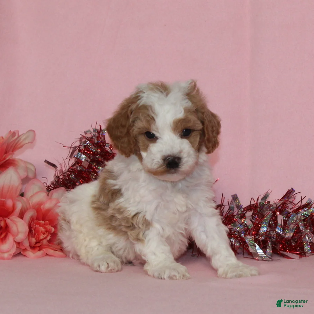 Miniature Poodle dogs for sale: Buster AKC - Ad 1