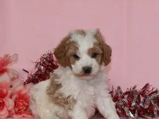 Miniature Poodle dogs Buster AKC - Ad 25