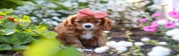Cavalier King Charles Spaniel dogs for sale: Minnie - Ad 7