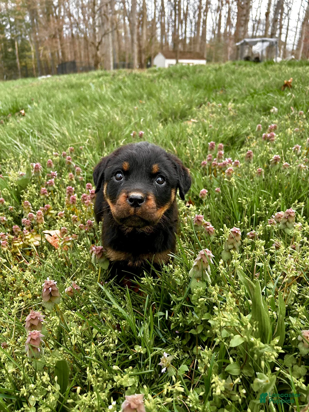 Rottweiler dogs for sale: Gloria - Ad 12