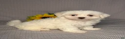 Maltese dogs for sale: Cody - Ad 3