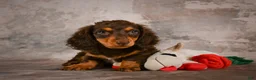Miniature Dachshund dogs for sale: Sophie - Ad 5