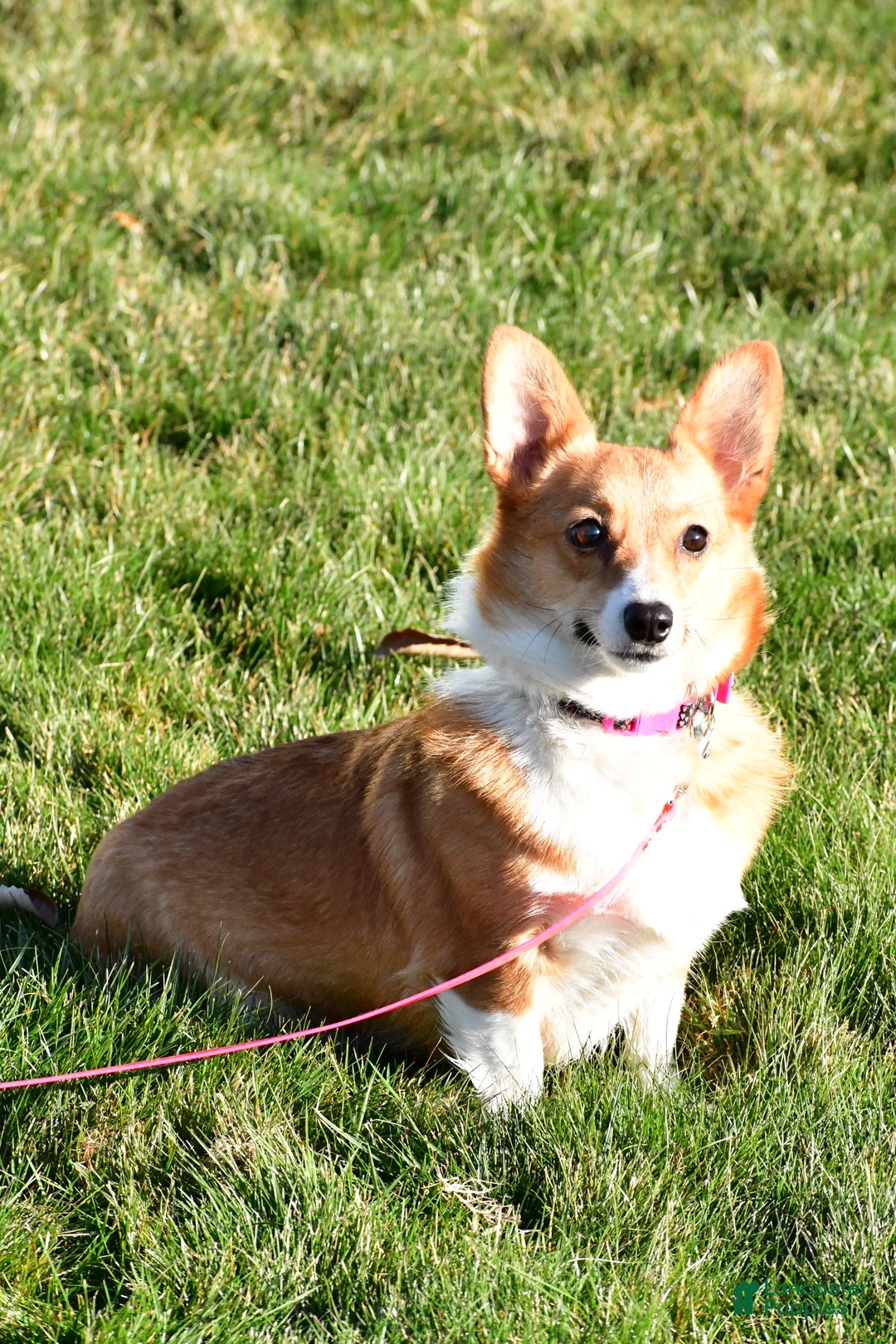 Welsh Corgi Pembroke dogs for sale: Chester - Ad 13