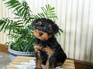 Yorkiepoo dogs Bingo - Ad 34