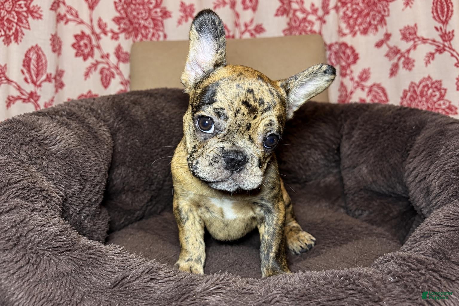 French Bulldog dogs Coco - Ad 2