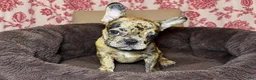 French Bulldog dogs for sale: Coco - Ad 3