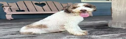 Cavapoo dogs for sale: Aria - Ad 4