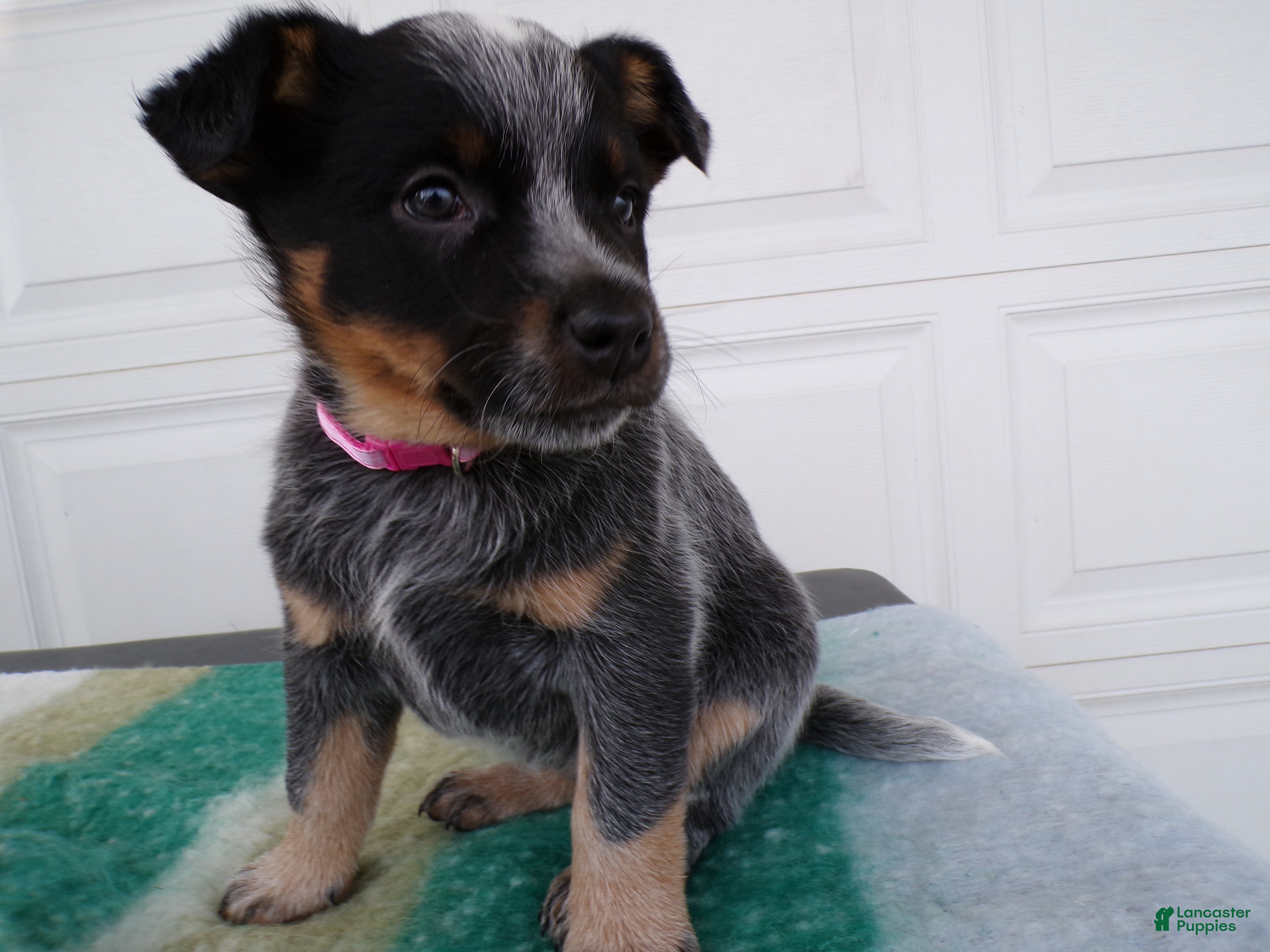 Australian Cattle Dog dogs Australian Cattle Dog Puppy 3 Kendra - Ad 27