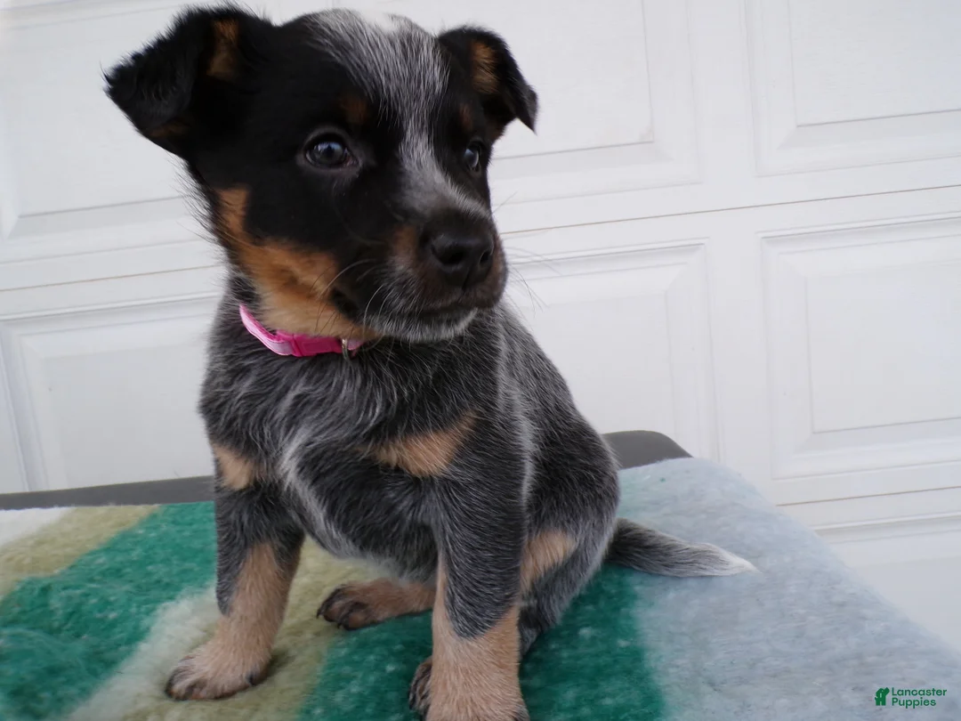 Australian Cattle Dog dogs for sale: Australian Cattle Dog Puppy 3 Kendra - Ad 1