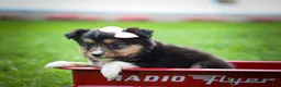 Mixed Breed dogs for sale: Goldie Mae🎀 - Ad 16