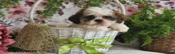 Shih Tzu dogs for sale: Cody - Ad 4