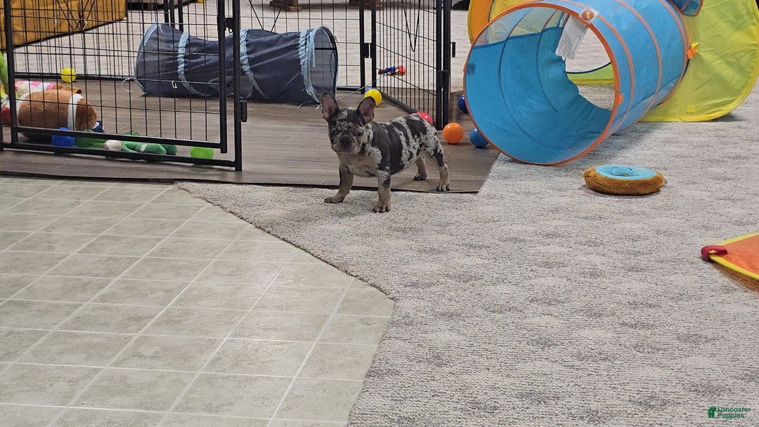 French Bulldog dogs for sale: Wonda - Ad 3