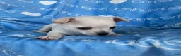 Chihuahua dogs for sale: Polar Smooth Coat White - Ad 6