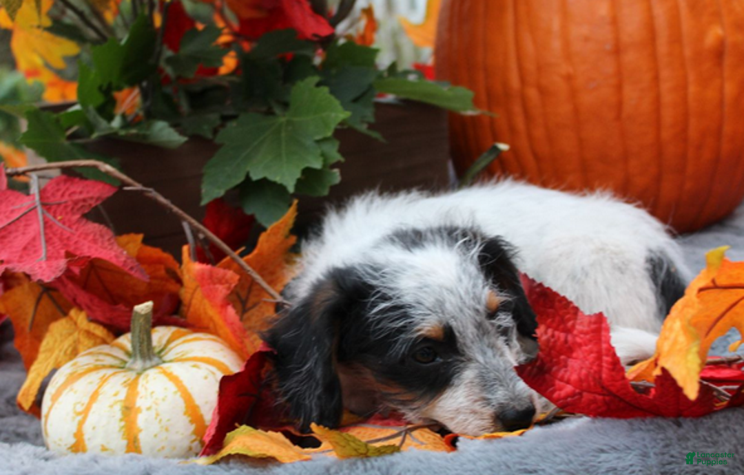 Aussiedoodle dogs for sale: Chip - Ad 4