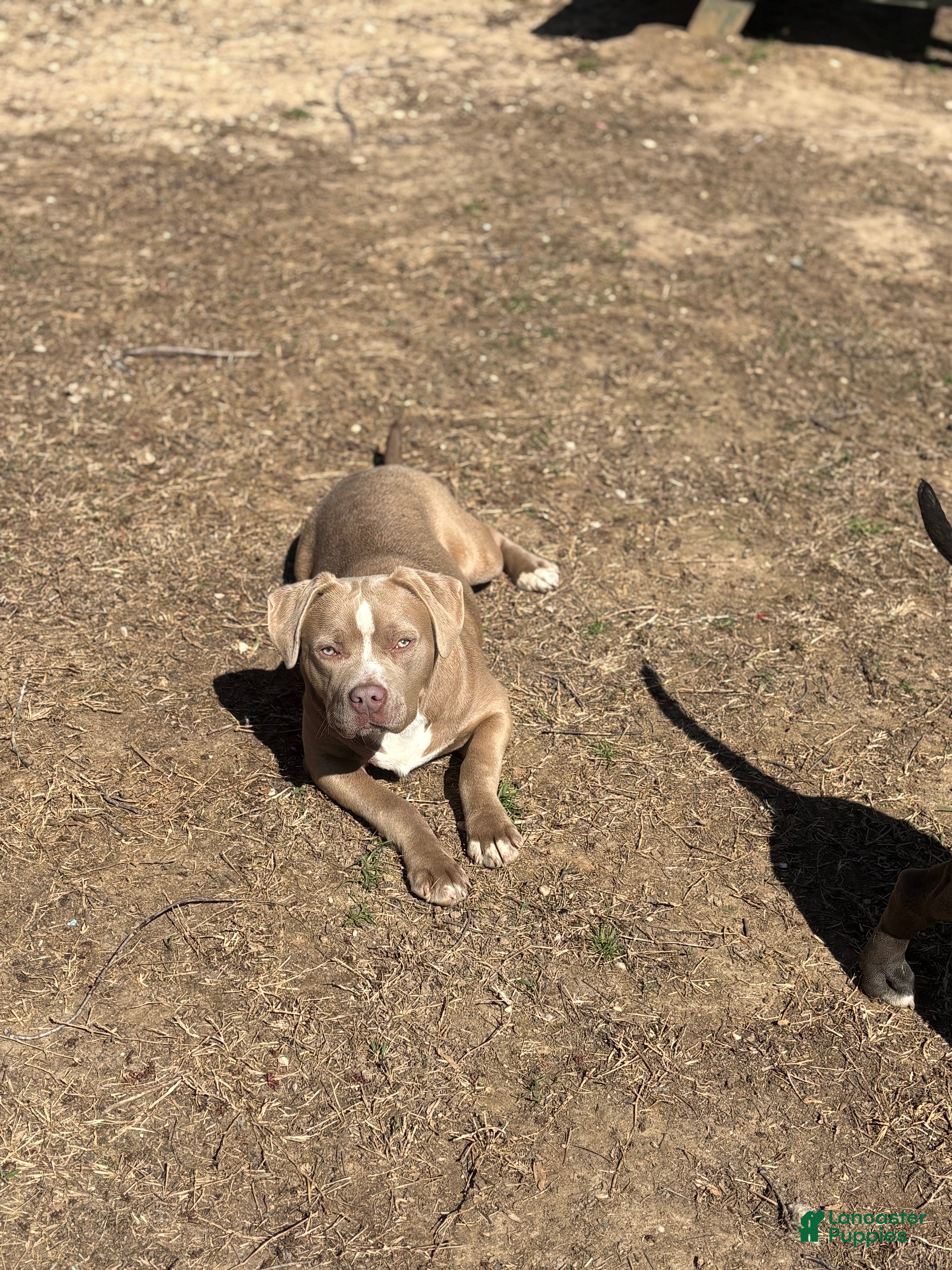 American Bully dogs Brown Sugar - Ad 1