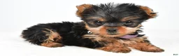 Yorkshire Terrier dogs for sale: Crystal teacup - Ad 2