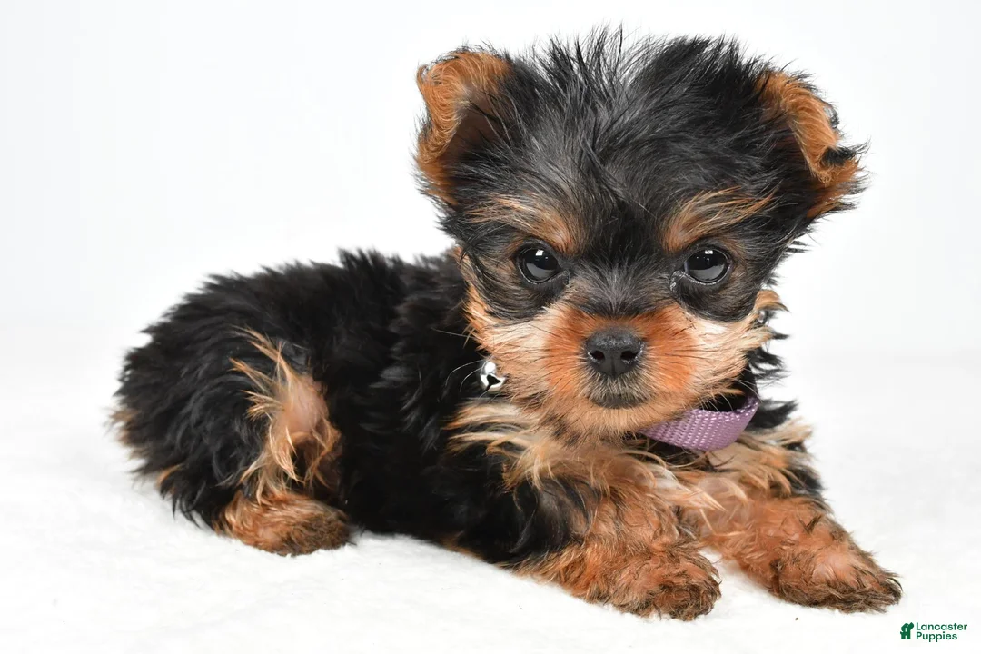 Yorkshire Terrier dogs for sale: Crystal teacup - Ad 2