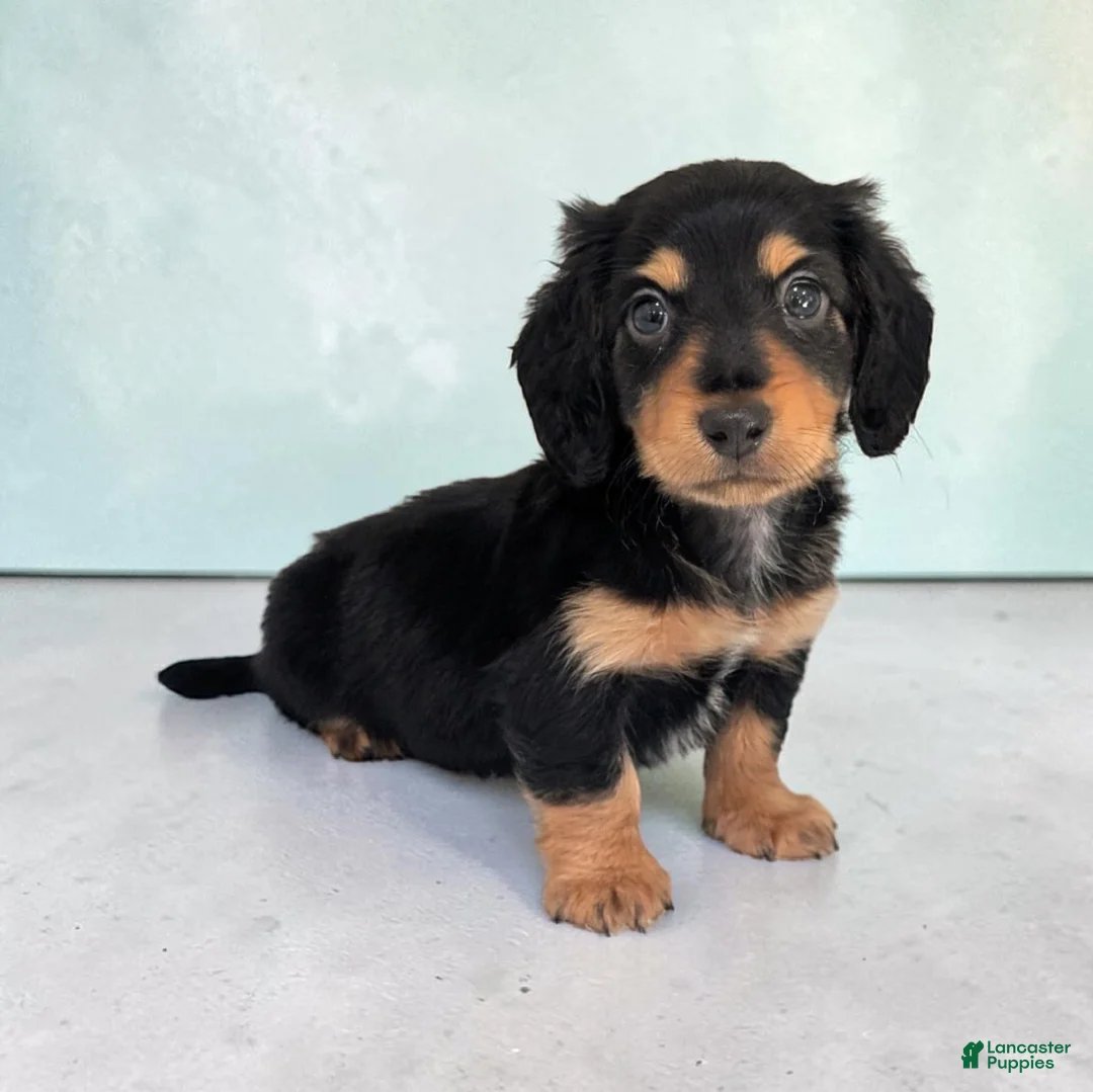 Miniature Dachshund dogs for sale: Oreo - Ad 1