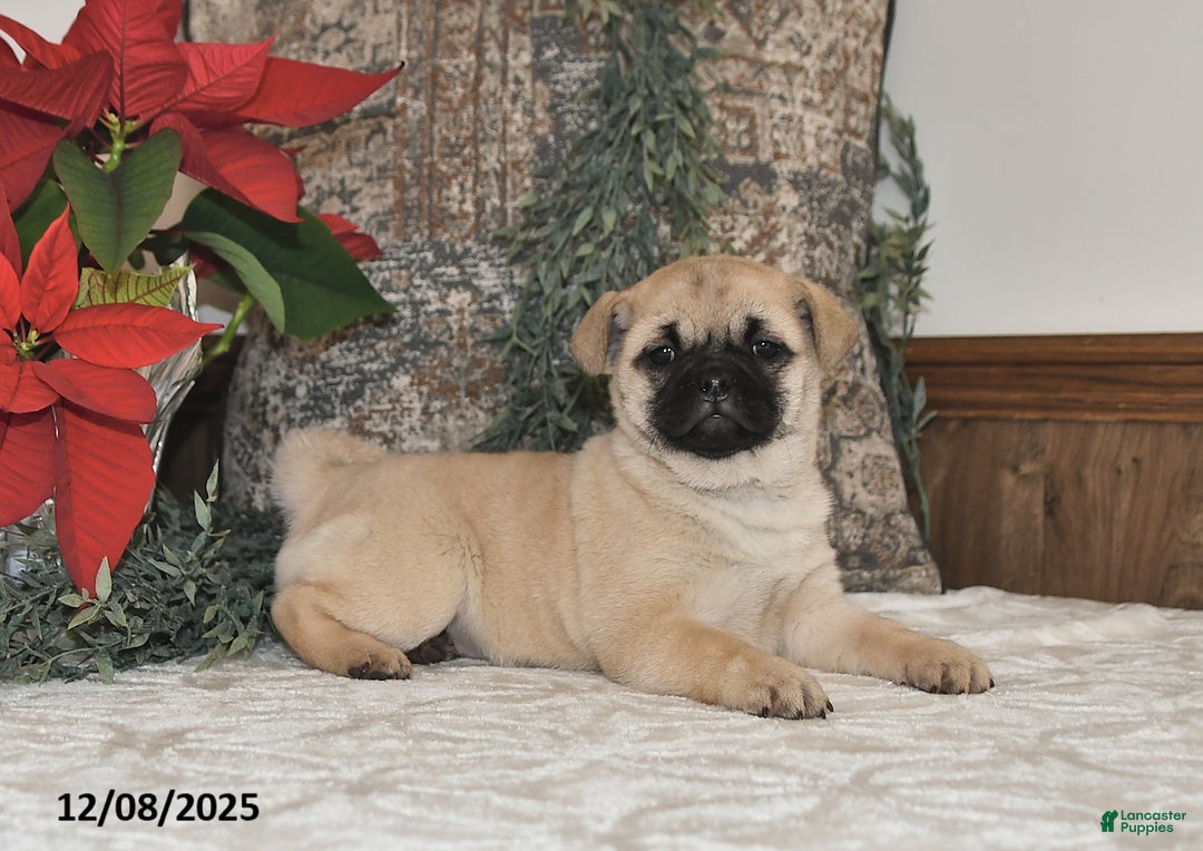 Mixed Breed dogs for sale: Beauty - Ad 5