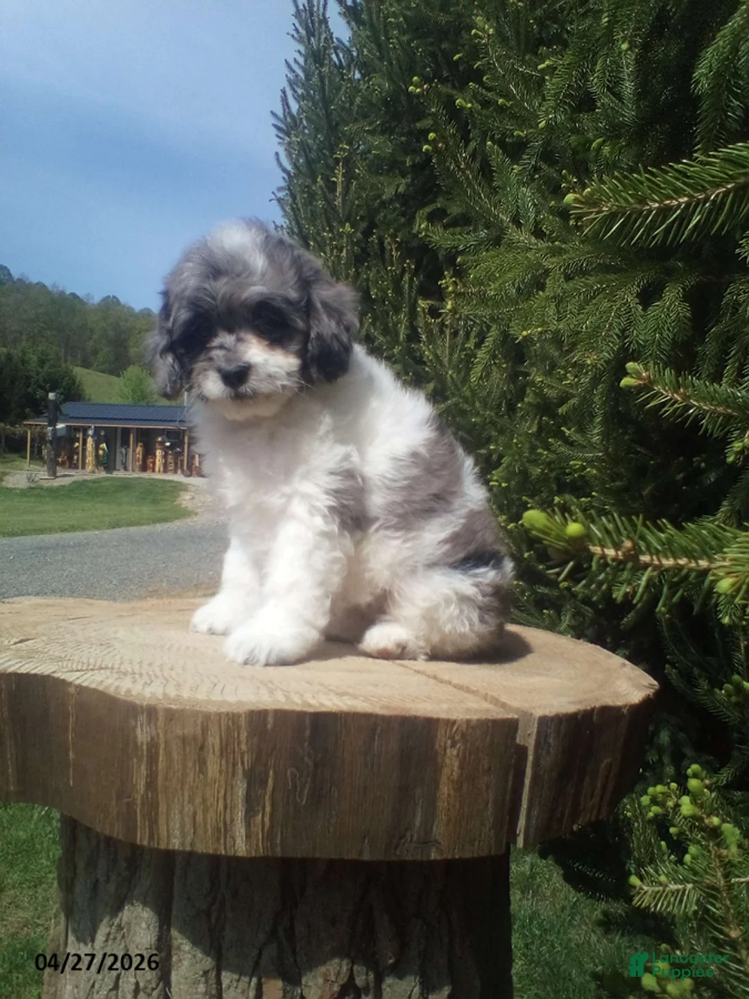 Cockapoo dogs for sale: Rose - Ad 2