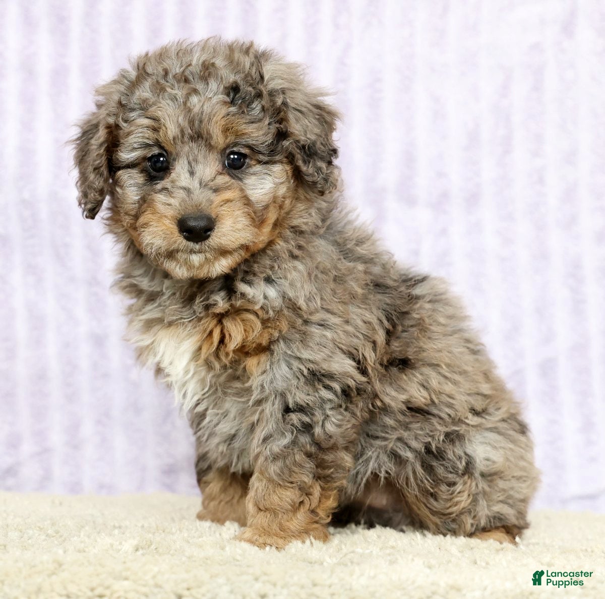 Mini Aussiedoodle dogs Megan - Ad 2