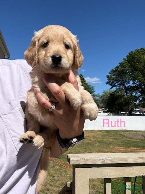 Goldendoodle dogs Ruth - Ad 2