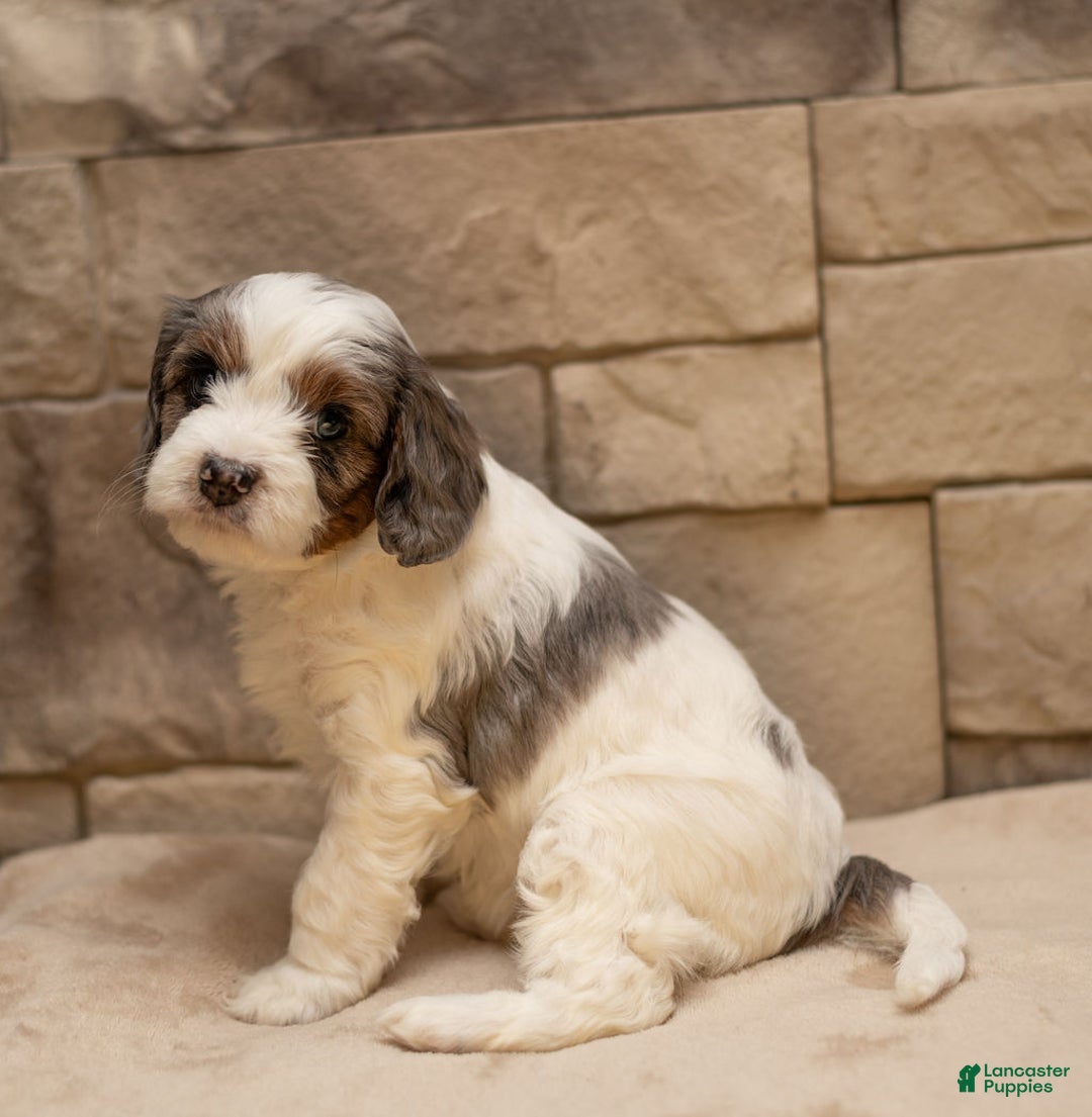 Cavapoo dogs for sale: Honey - Ad 7