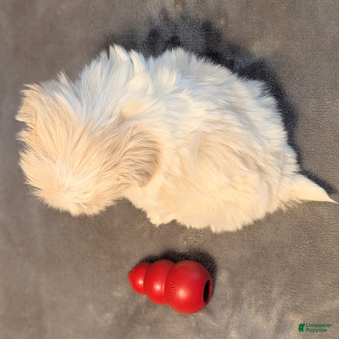 Shih Tzu dogs for sale: Finch - Ad 8