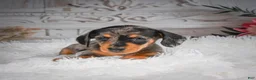 Miniature Dachshund dogs for sale: AKC-Haley - Ad 7