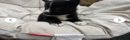 Siberian Husky dogs for sale: Shadow - Ad 2