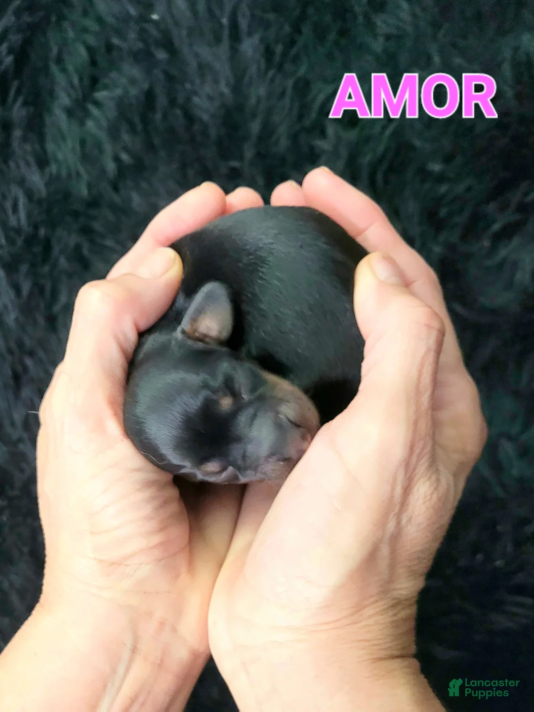 Miniature Dachshund dogs for sale: Amor - Ad 12
