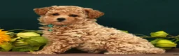 Toy Poodle dogs for sale: Quinsy - Ad 5