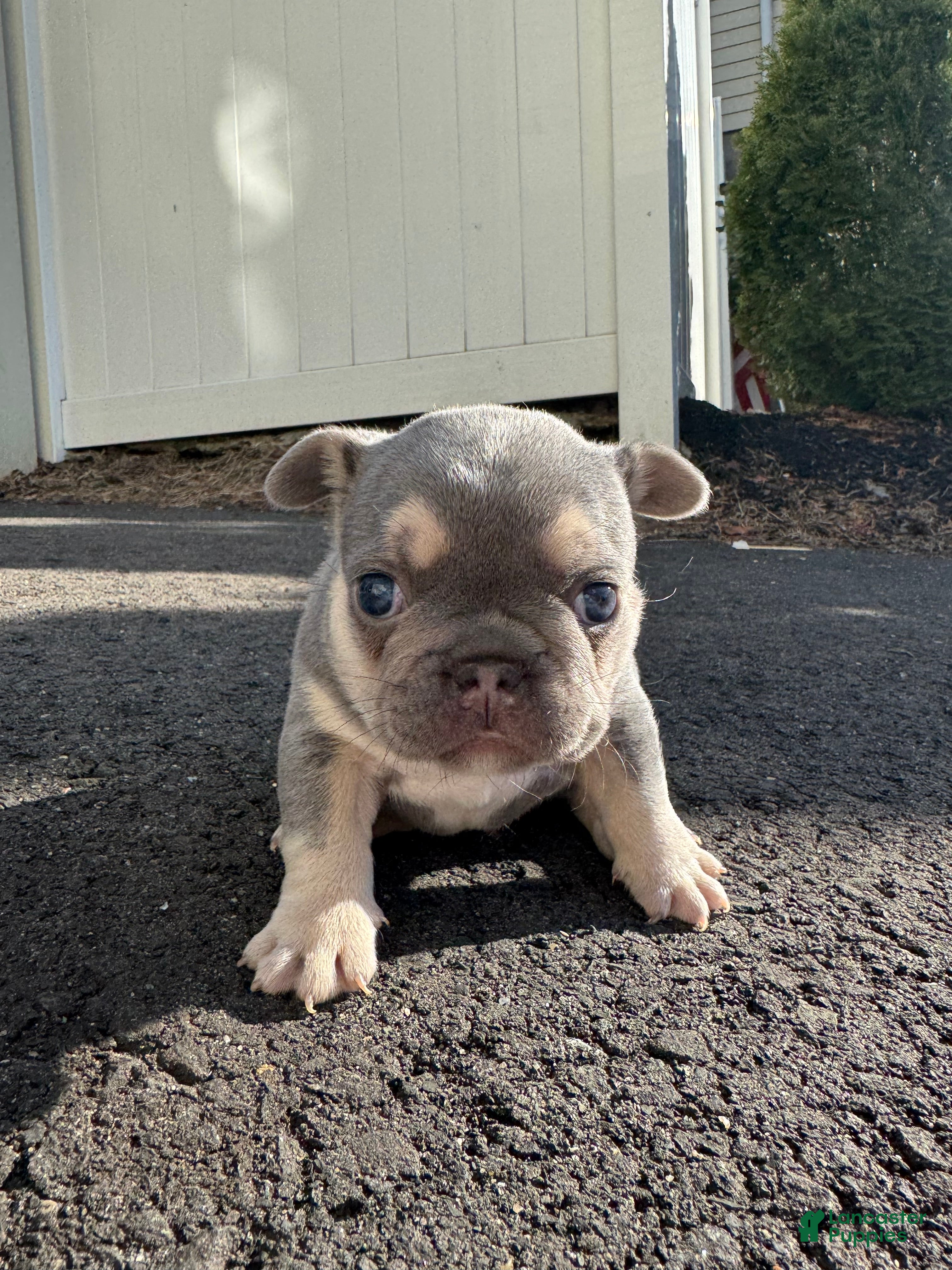 French Bulldog dogs Blue - Ad 2