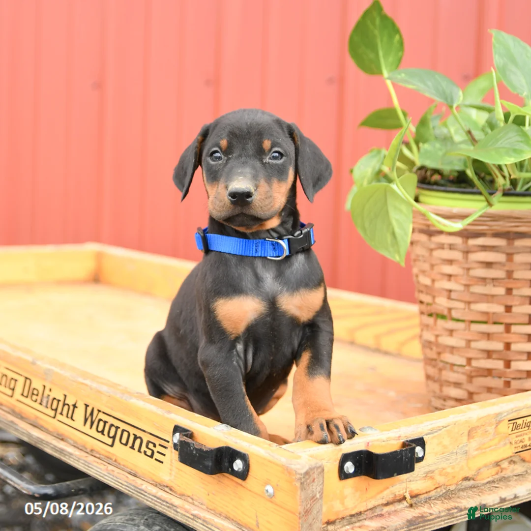 Doberman Pinscher dogs for sale: Royal - Ad 1