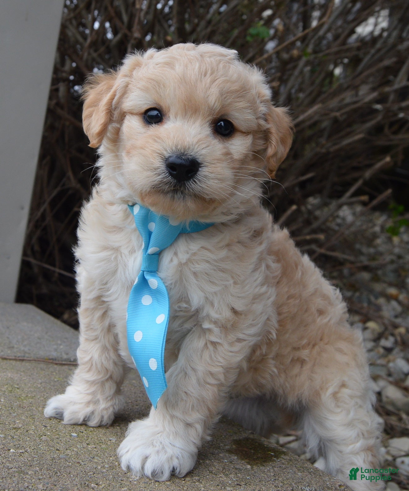 Mini Goldendoodle dogs Mini Gus - Ad 2