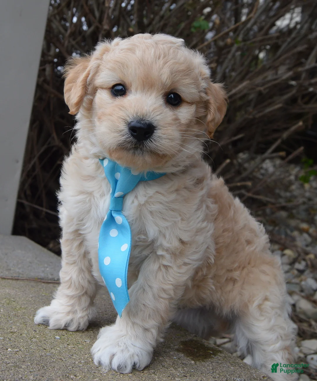 Mini Goldendoodle dogs for sale: Mini Gus - Ad 2