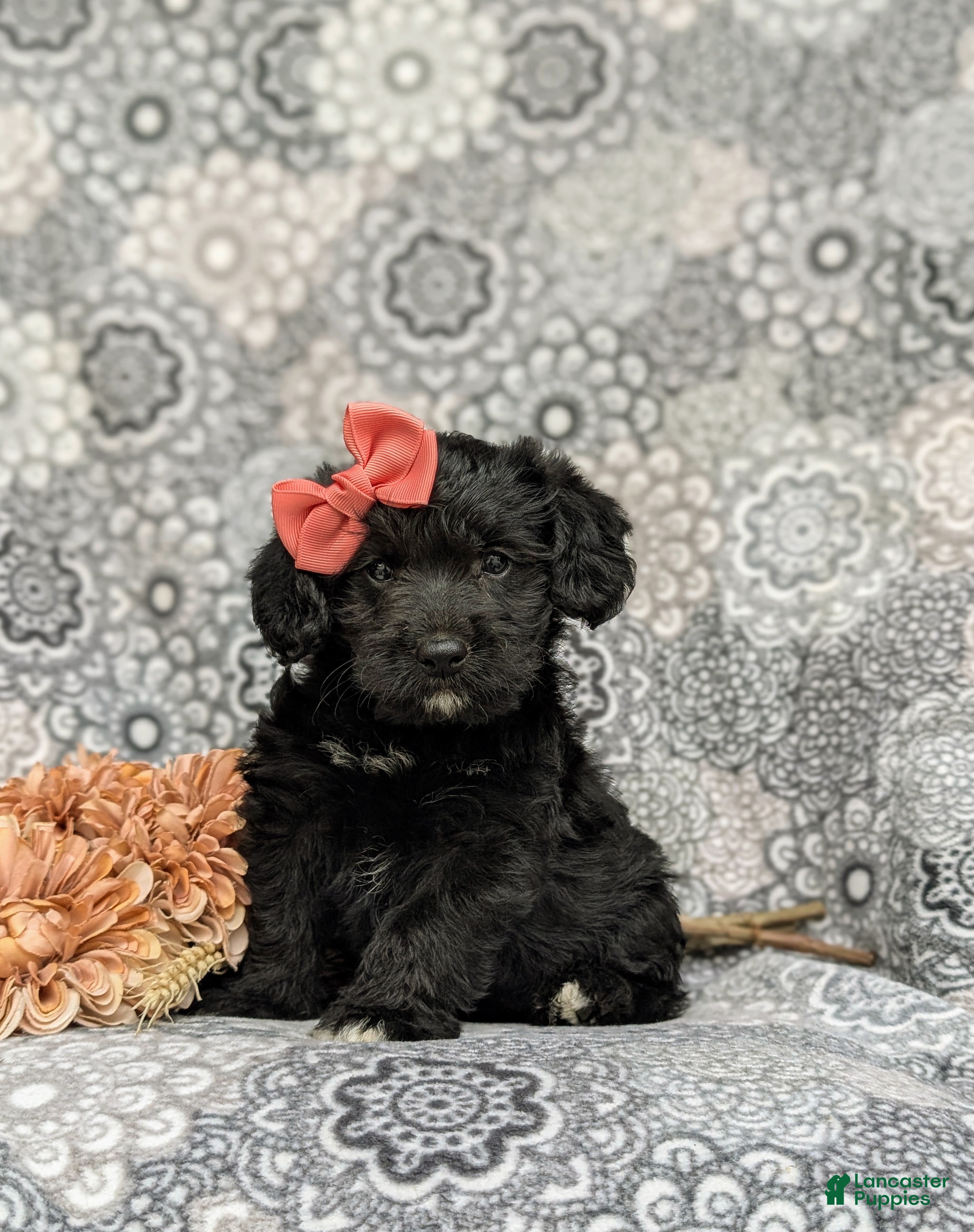 Corgipoo dogs Catalina - Ad 1