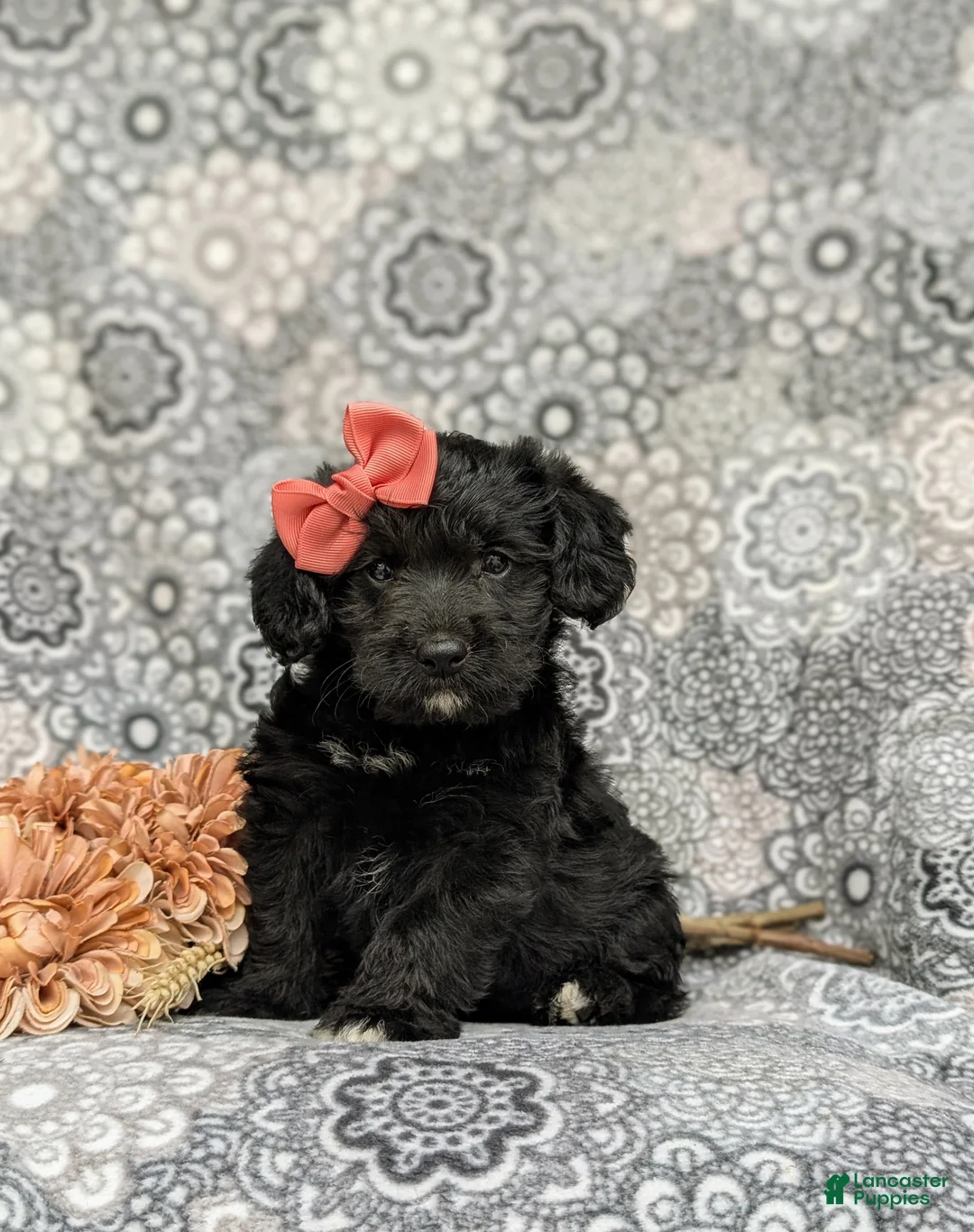 Corgipoo dogs for sale: Catalina - Ad 1