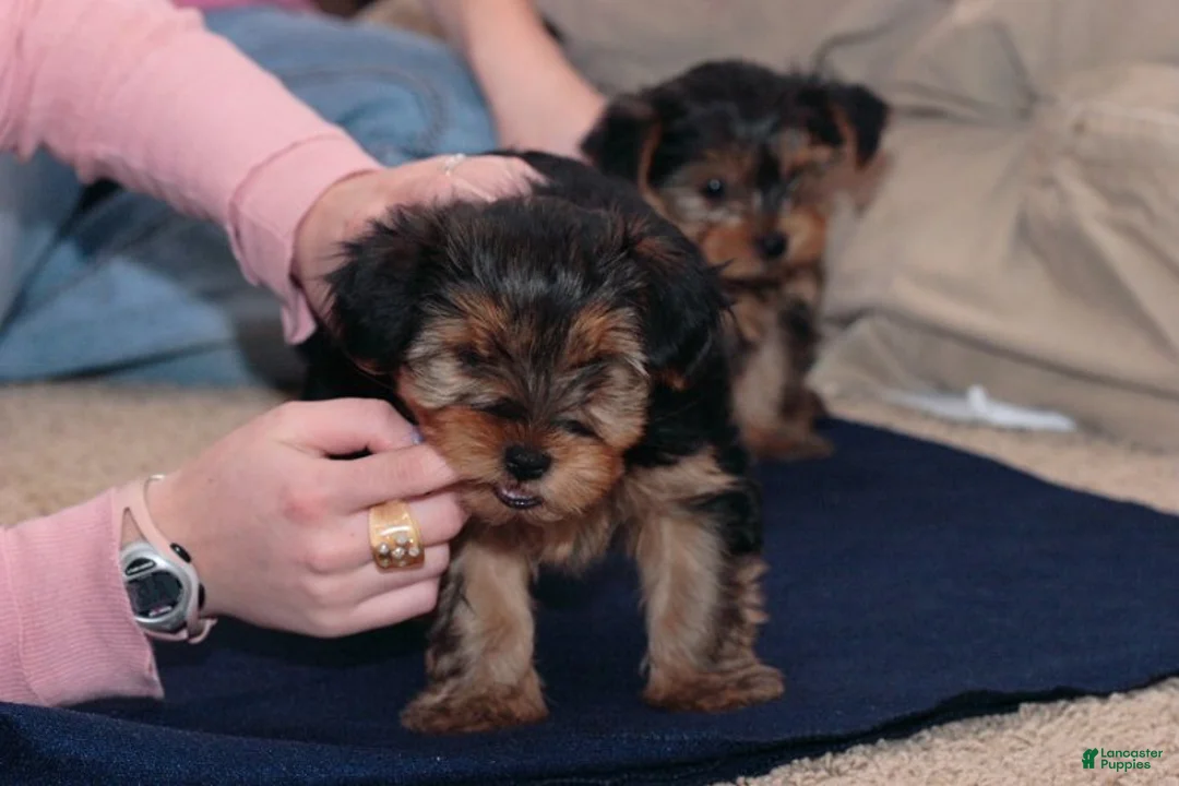 Yorkshire Terrier dogs for sale: Lisa - Ad 1
