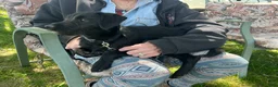Bordoodle dogs for sale: Bordoodle Puppy Panther - Ad 4