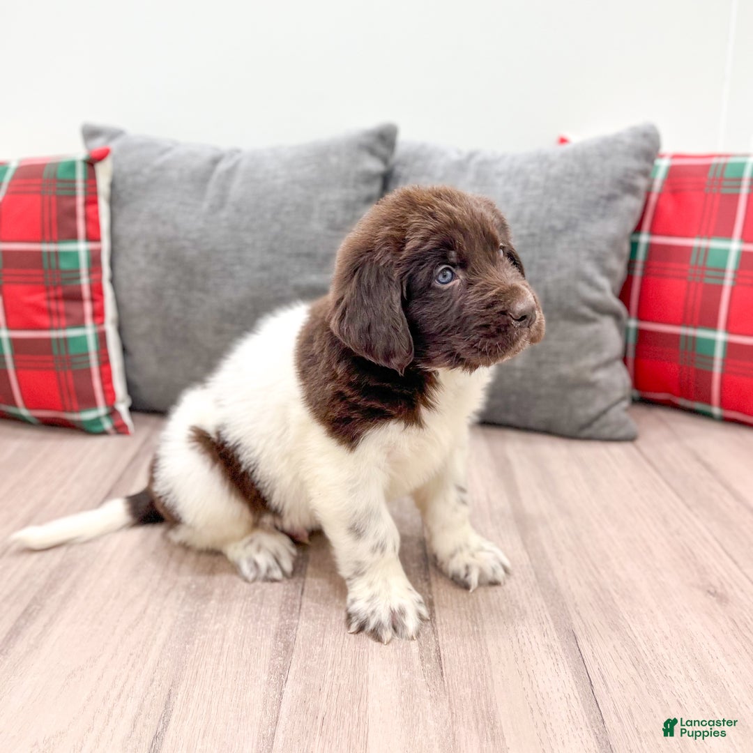 Newfoundland dogs for sale: Ashton - Ad 4