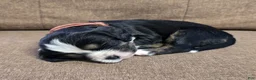 Miniature Bernese Mountain Dog dogs for sale: Lisbon  - Ad 8