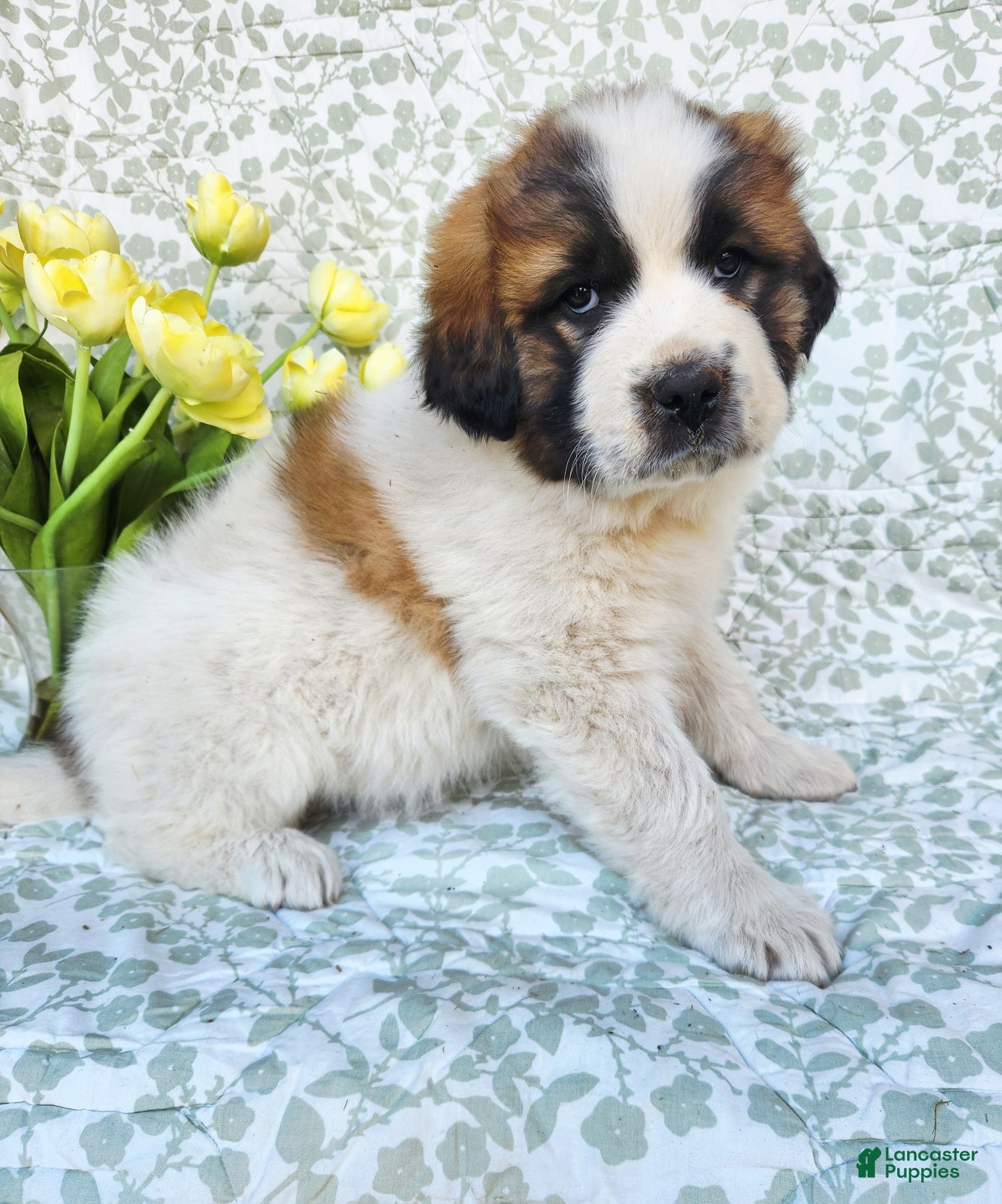 Mixed Breed dogs Teddy - Ad 1