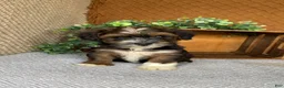 Havanese dogs for sale: Amigo  - Ad 5