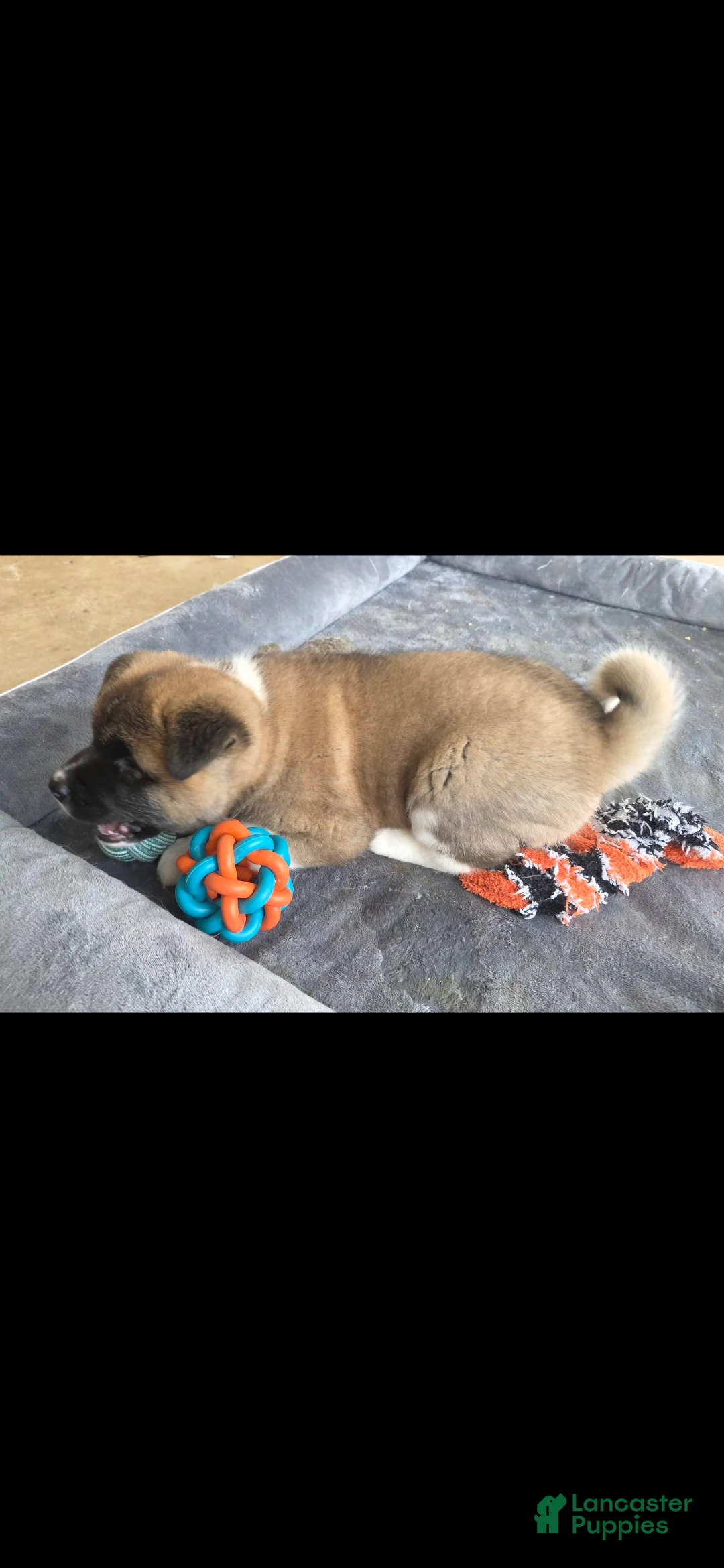 Akita dogs for sale: AKC Finn - Ad 3