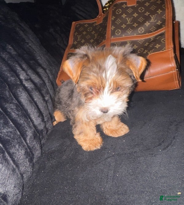 Yorkiepoo dogs Gucci - Ad 2