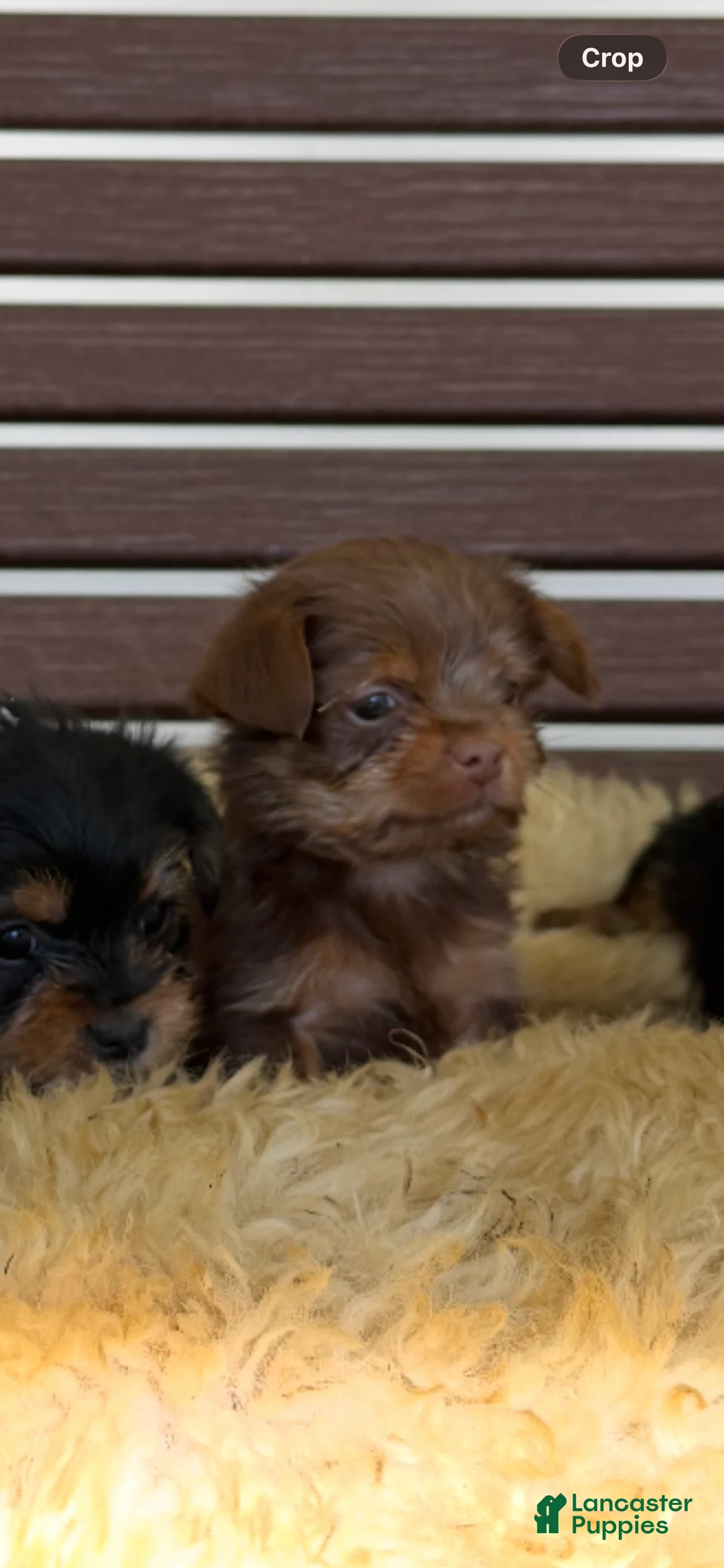 Yorkshire Terrier dogs for sale: Bob - Ad 1